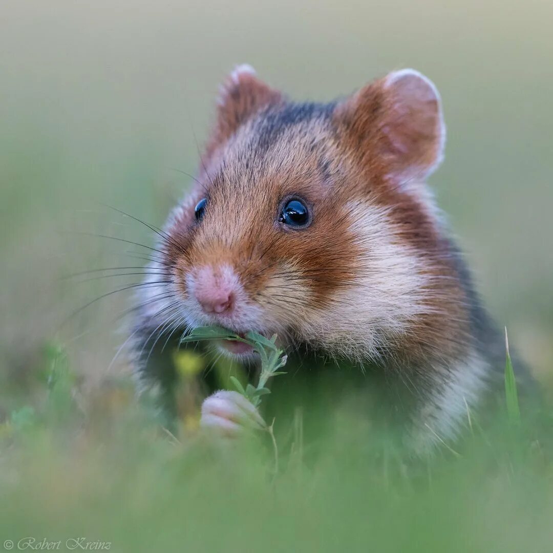 Обитания хомяка. Обыкновенный хомяк Cricetus Cricetus. Обыкновенный хомяк карбыш. Полевой хомяк карбыш. Луговой хомяк карбыш.