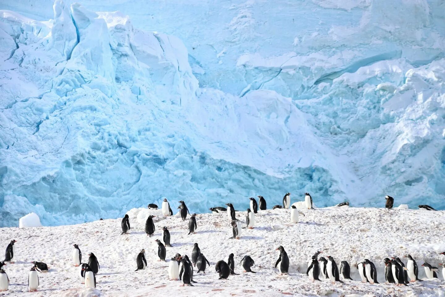 Ушуайя антарктида. Ушуайя ледник. Ушуайя Аргентина ледники. Аргентина пингвины Ушуайя.