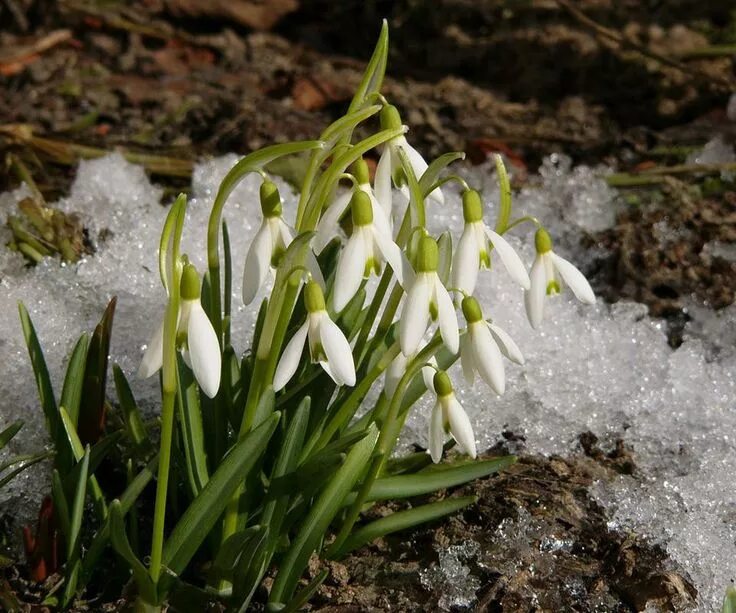 Доклад на тему март. Подснежник кавказский Galanthus caucasicus. Подснежник Лагодехский. Подснежник Галантус голубой. Подснежник белоцветник весенний снег.