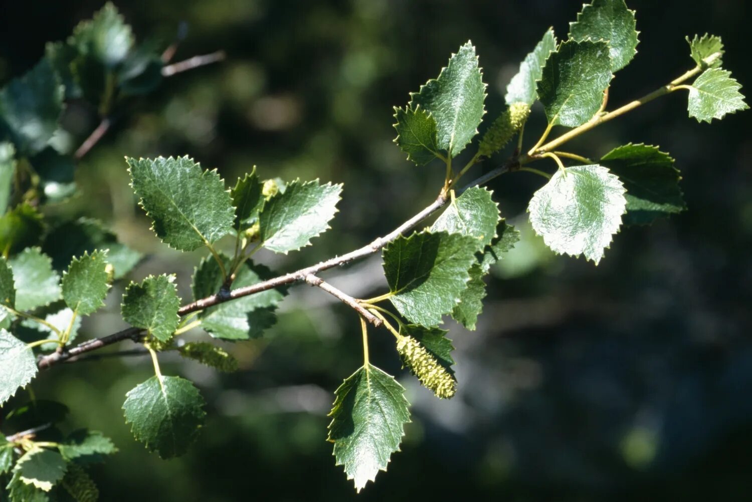 Береза пушистая Betula pubescens. Берёза пушистая Betula pubescens Ehrh.. Береза повислая (бородавчатая). Betula pubescens листья. Natura bereza