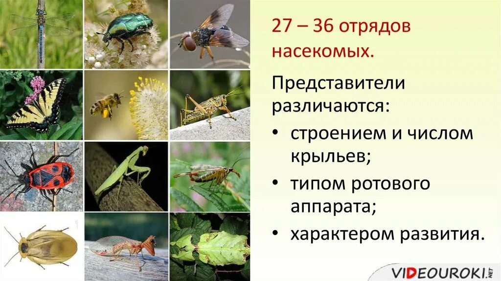 Отряд насекомых тип развития. Отряды насекомых. Представители отрядов насекомых. Класс насекомые отряды насекомых. Представители отряда насекомых с неполным превращением.