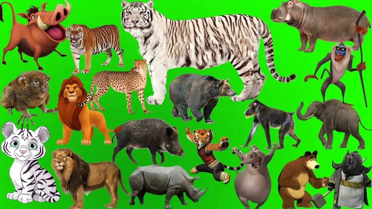 Zoo animals videos