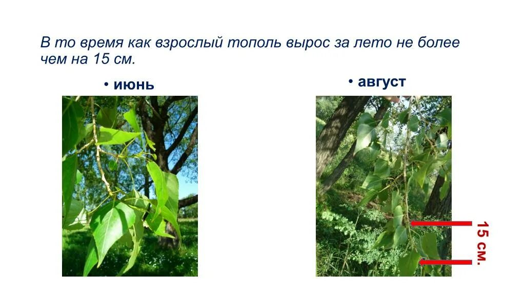 На сколько см вырастают за лето. Выросли за лето. Почему растение живой организм. Не вырос за лето. Вымахал за лето.