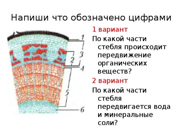 Передвижение веществ по стеблю 6 класс. Части поперечного среза стебля. Часть поперечного среза стебля трехлетнего побега липы рисунок. Строение стебля и транспорт веществ. Срез побега липы.