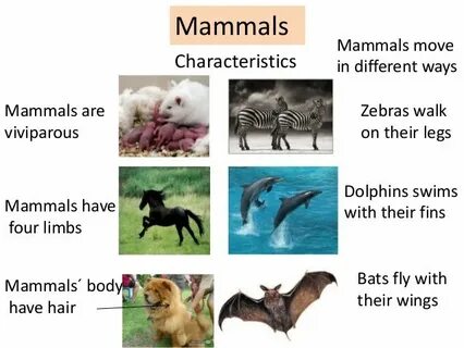 But mammals