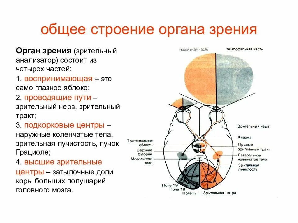 Особенности строения органа зрения. Зрительный анализатор строение и функции анатомия. Орган зрения его строение физиология зрения зрительный анализатор. Орган зрения его строение и физиология. Строение и функции анализаторов. Орган зрения..