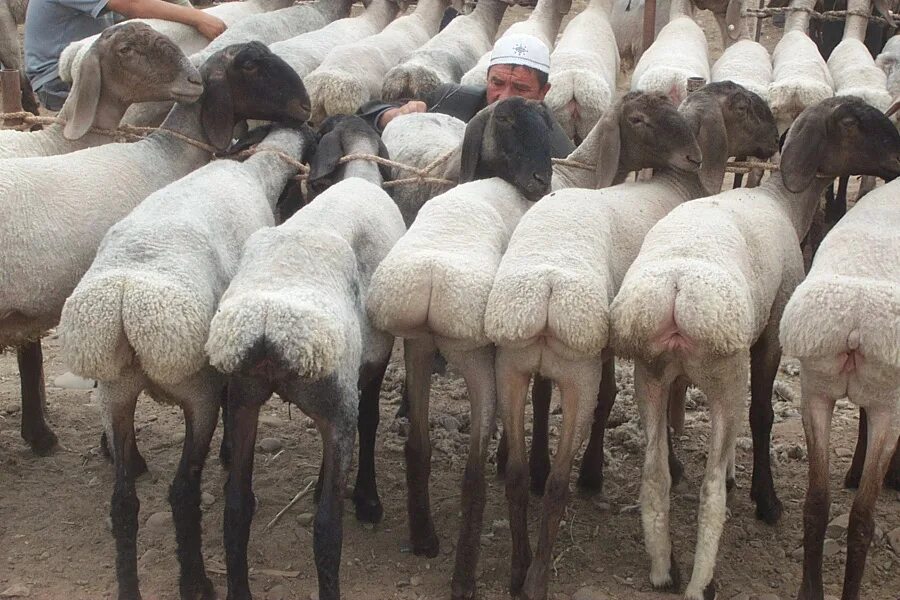 У барана спереди у араба. Породы Баранов курдючные. Курдючные породы овец. Курдюк овцы. Курдючный барашек порода.