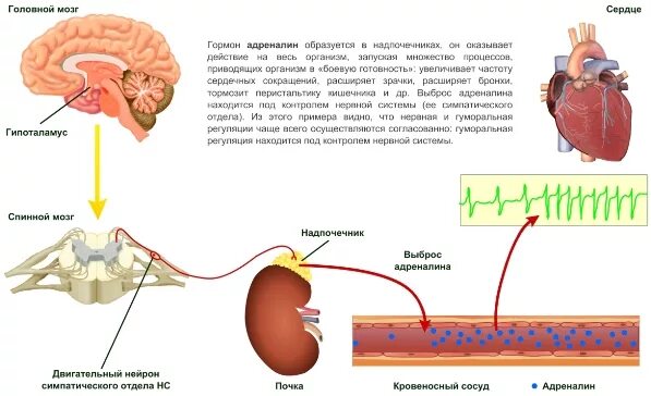 Гормонов в первую очередь. Адреналин гормон надпочечников функции. Надпочечники выработки гормонов. Гормоны мозгового слоя надпочечников структура. Синтез гормонов мозгового вещества надпочечников.