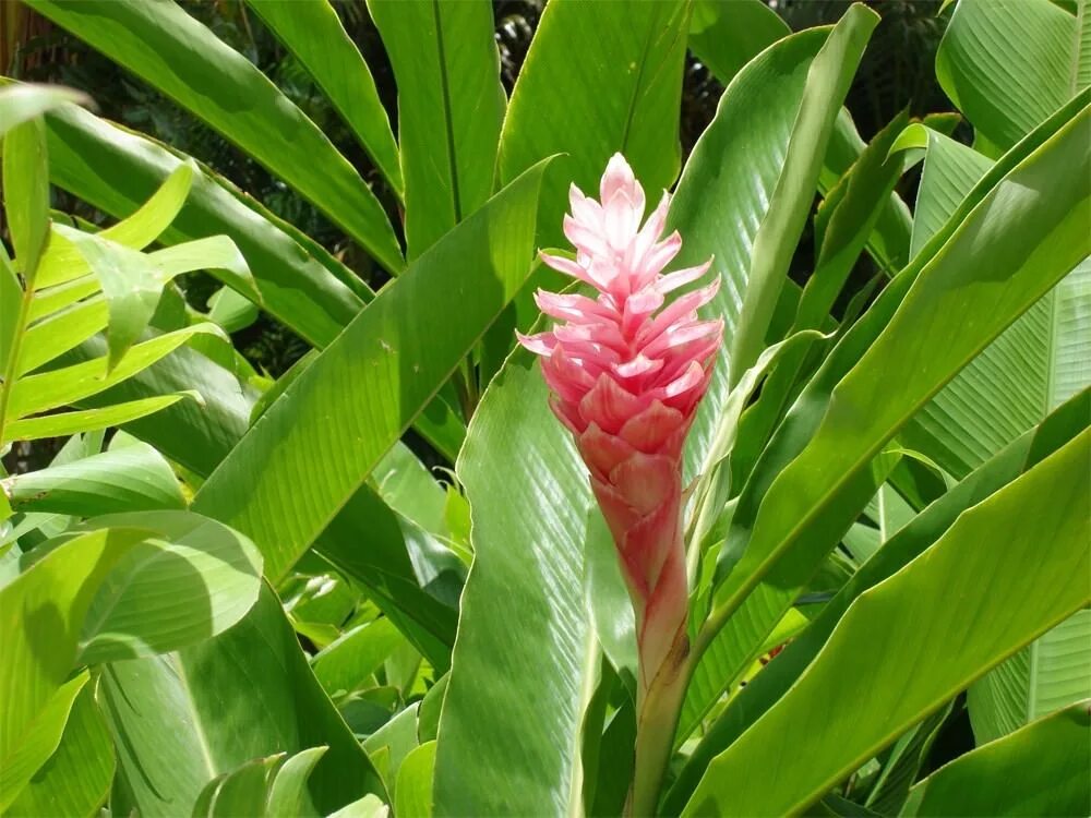 Как выглядит имбирь. Имбирь растение. zingiber officinale/ имбирь. zingiber officinale roscoe. имбирь зерумбет растение.
