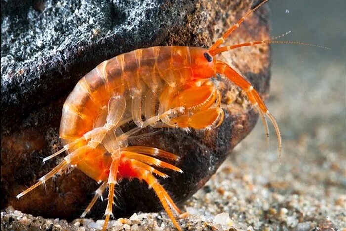 Рачок эпишура байкальская. Рачок эпишура байкальская. Эпишура байкальская сообщение. Эпишура эндемик байкала. Рачок эпишура.