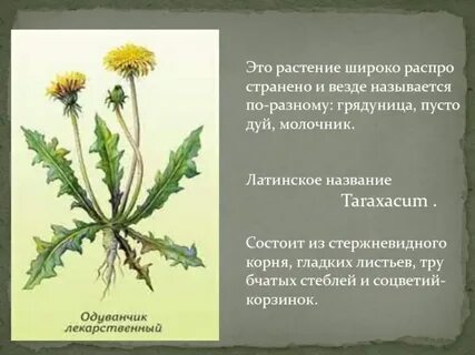 Систематическая группа растений одуванчик