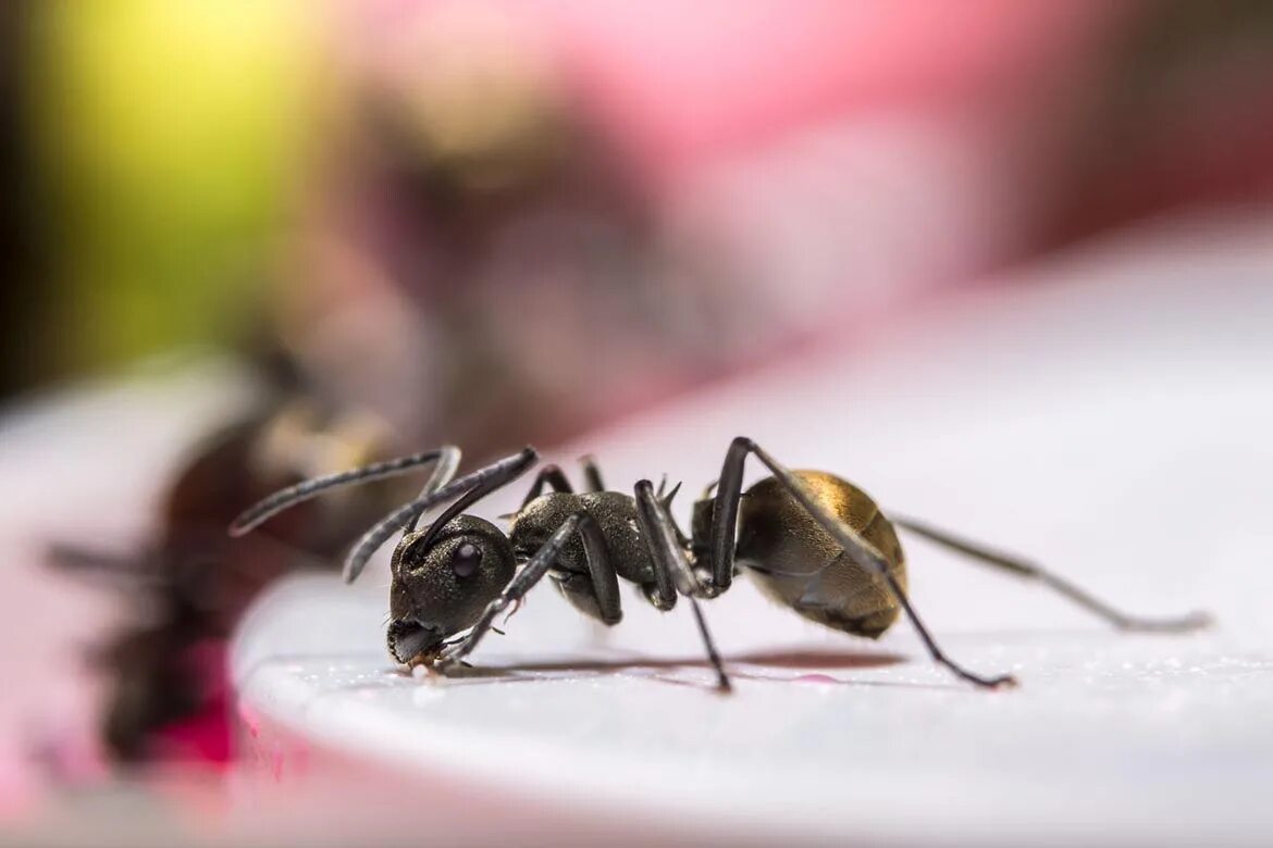 Муравьи они Слепые. Ant macro. Sleepy Ant. Сколько времени спят муравьи.