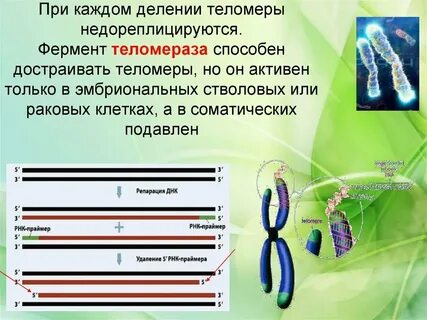 Днк хромосома соматических