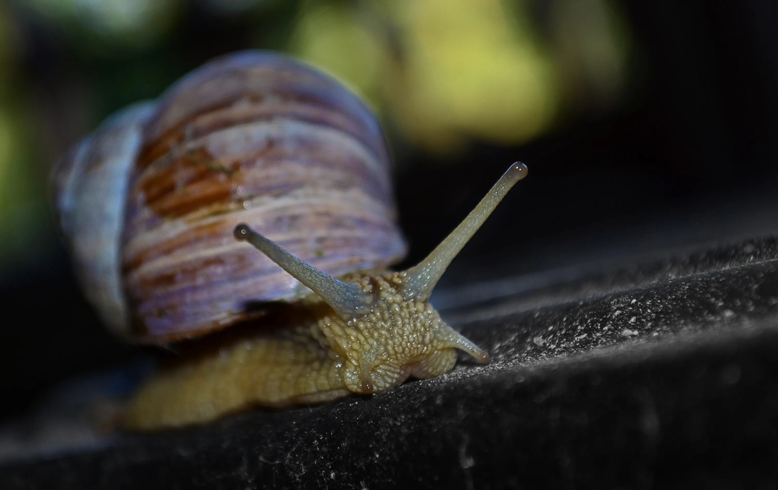 Морские брюхоногие моллюски. Морская улитка. Самые большие улитки. Snail natural