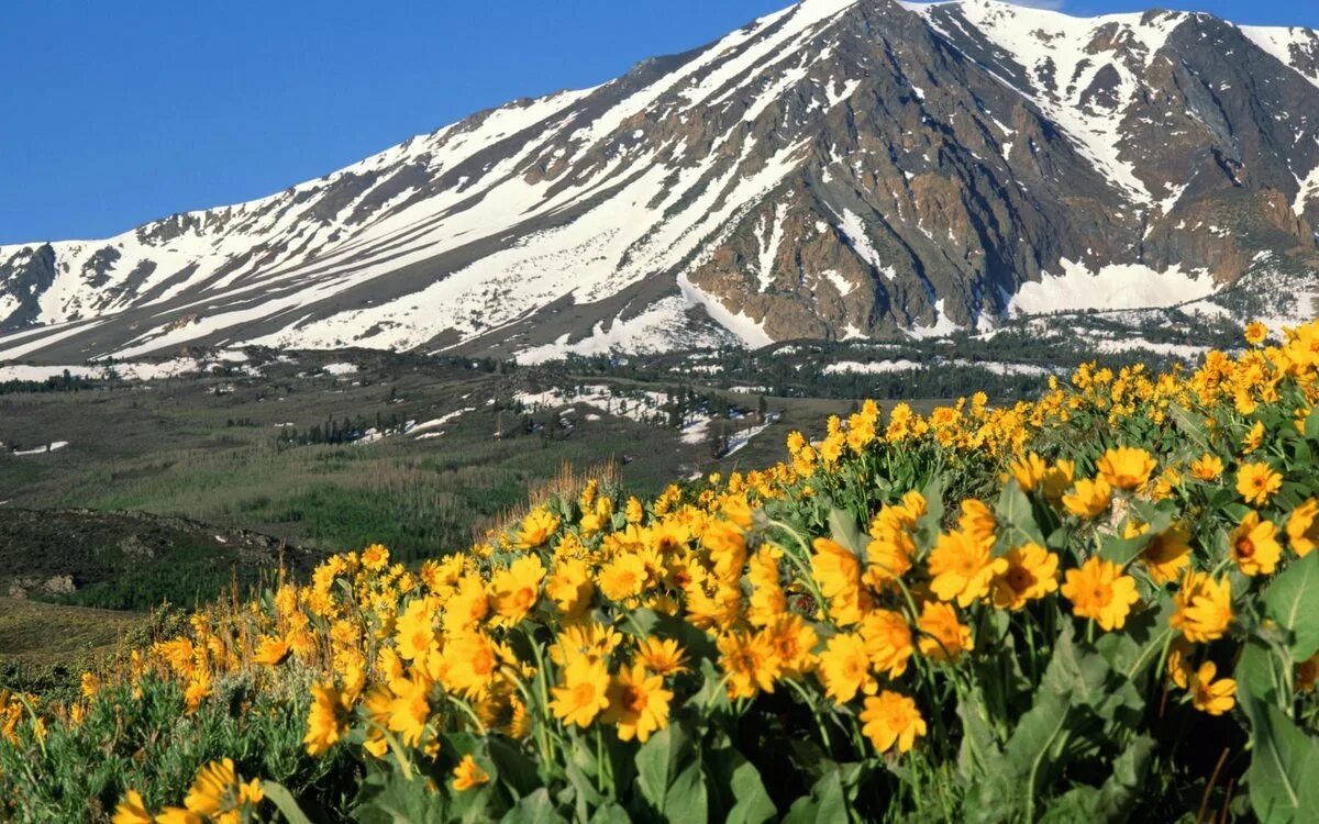 Горные тюльпаны Тянь Шаня. Тебердинский заповедник Альпийские Луга. Тюльпан в горах Тянь-Шань. Тянь-Шань тюльпан Киргизия. Таджикские цветы