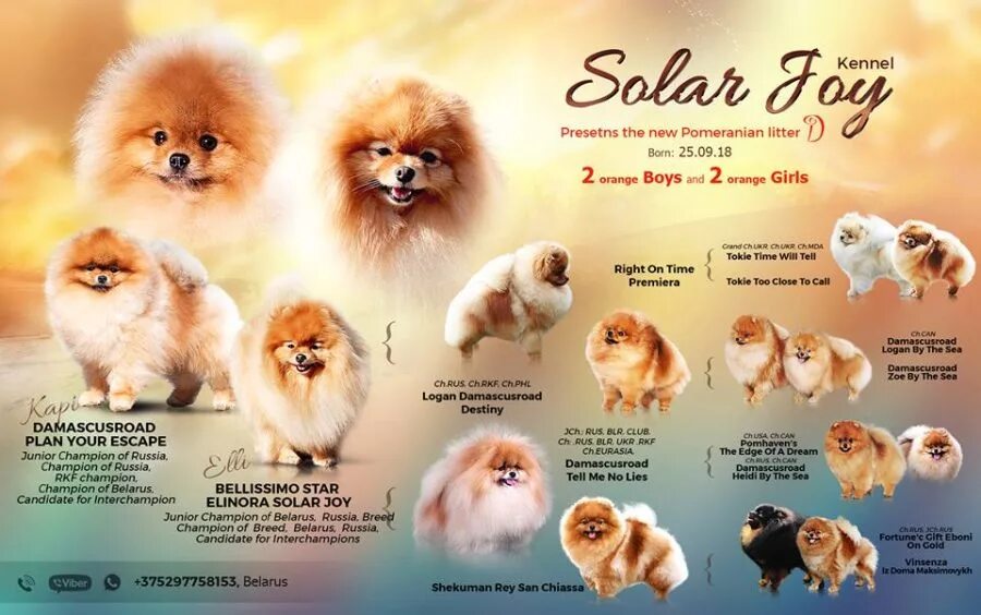 питомник солар