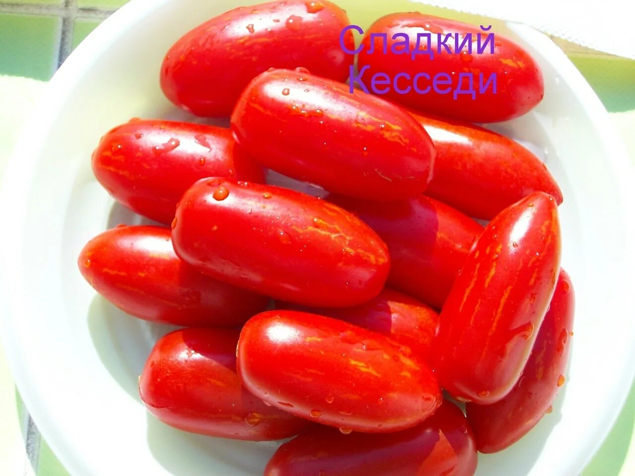 безумие кэссиди томат. безумие кассади.