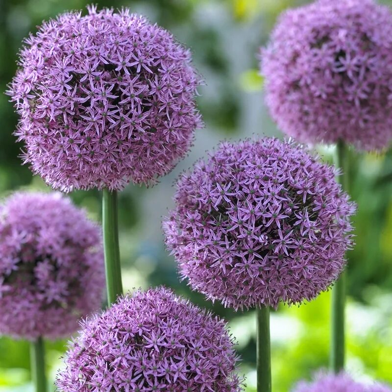 Аллиум Гладиатор растение. Аллиум Гладиатор (Allium Gladiator). Лук декоративный аллиум Гладиатор. Аллиум Голиаф.