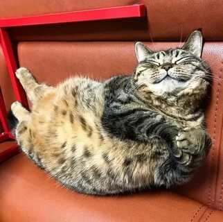 Толстенький котенок