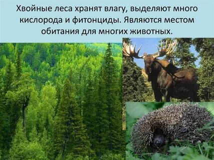 Какие животные в хвойных лесах