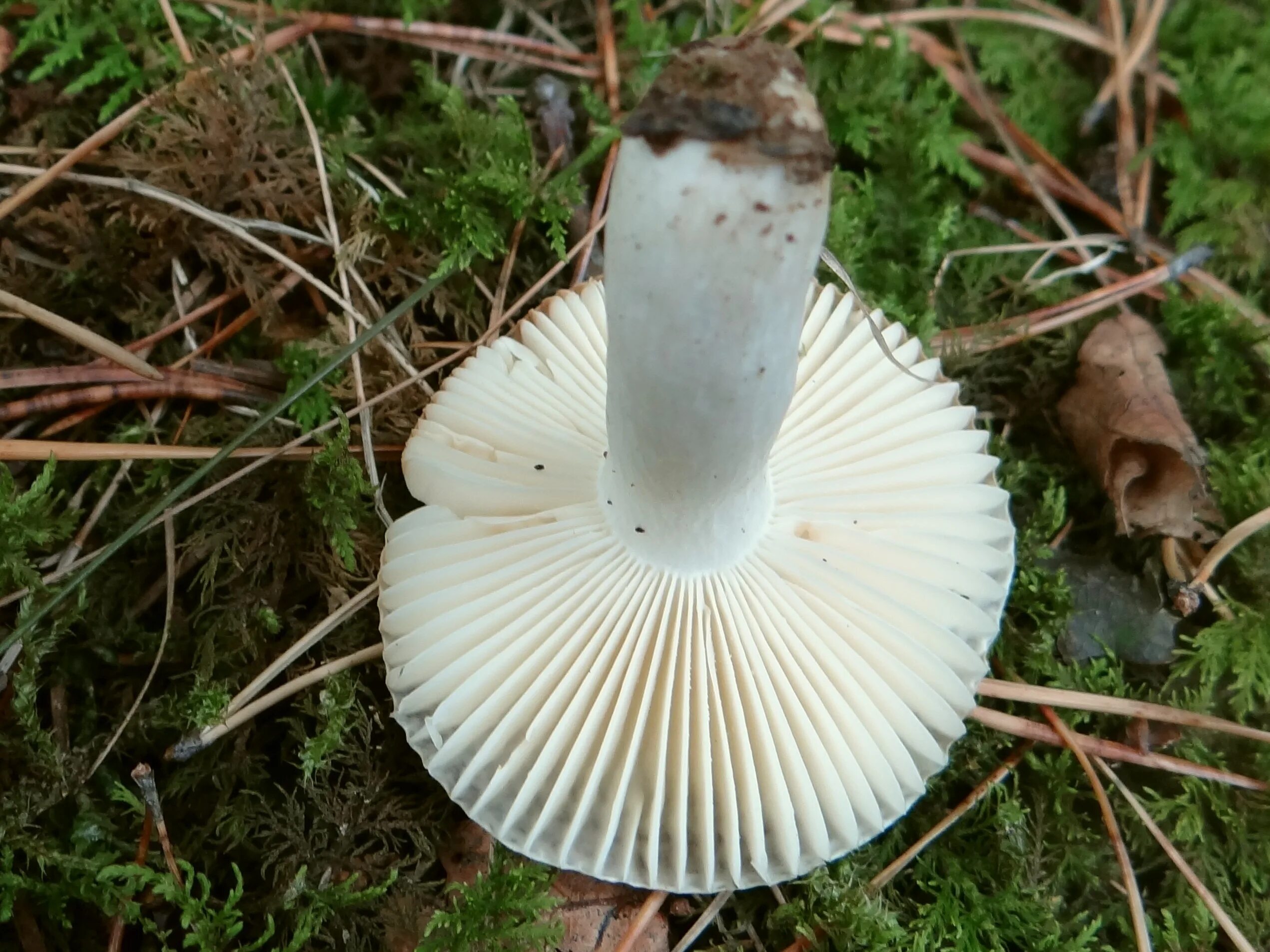 Сыроежка Чешуйчатая (Russula virescens). Сыроежка ломкая гриб. Russula fragilis. Сыроежка ломкая.