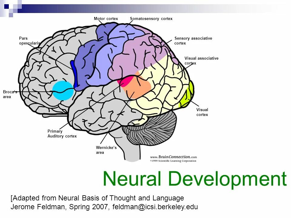 Neural development