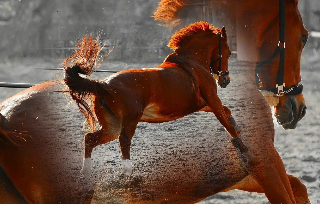 На рыжем коне. Тыгыдымский конь. Тыгыдым Тыгыдым тыгыдымский конь. Тыгдынский конь. Рыжая лошадь.