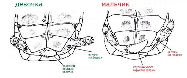 Как отличить черепаху мальчика от черепахи девочки. Как различить пол черепахи сухопутной. Как различить пол у сухопутных черепах. Как определить пол сухопутных черепах. Красноухая черепаха спаривание.