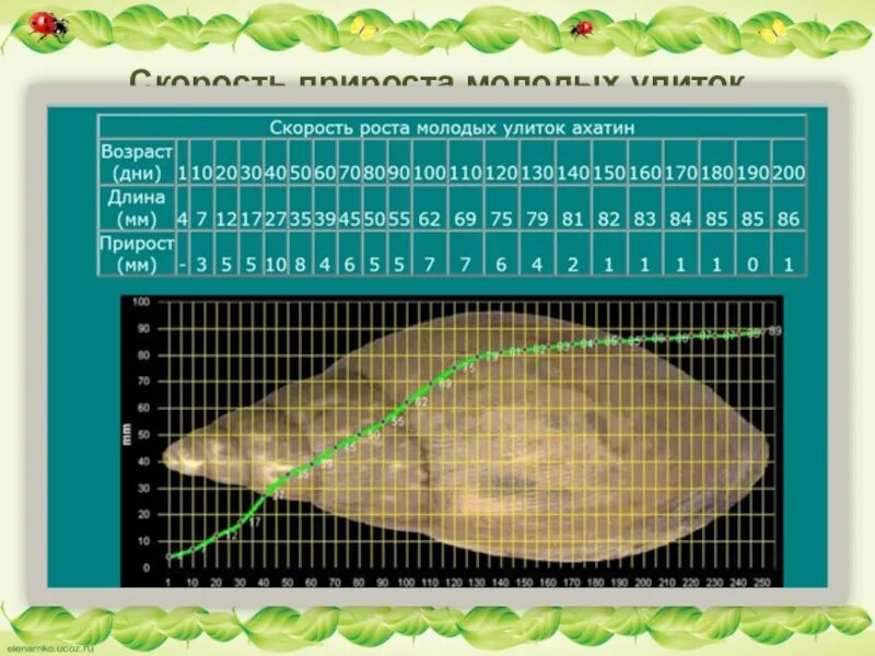 Сколько скорость улитки. Размеры улиток ахатин по месяцам. Ахатина размер по месяцам. Улитка ахатина размер по месяцам. Таблица роста улиток ахатин.