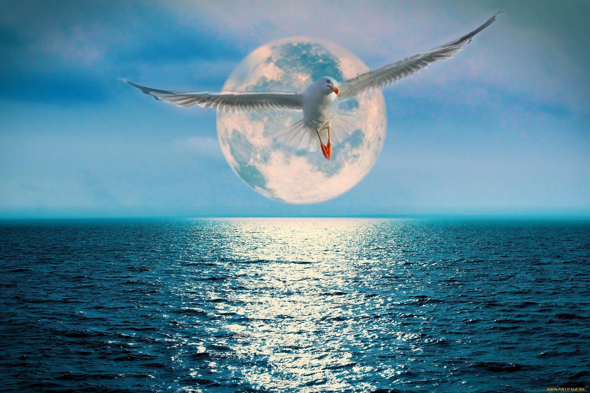 Песня волна в небо. Птицы над морем. Птицы над океаном. Полет птицы над морем. Птица в полете над морем.