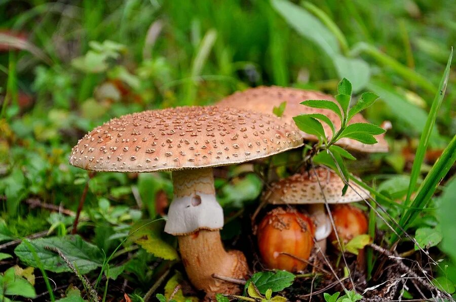 Грибы луга башкортостана. Грибы название башкирии съедобные. Грибы летом растут в башкирии. Несъедобные грибы башкирии. Ядовитые грибы башкирии.