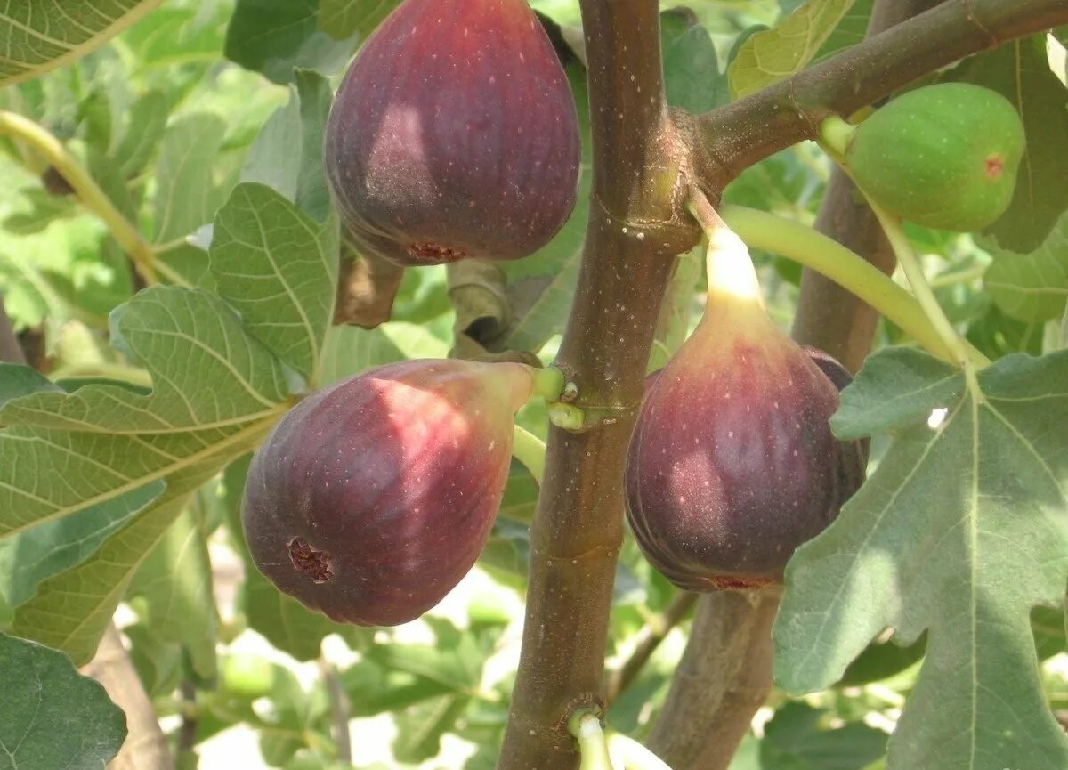 Инжир сорта брунсвик. Финиковый неаполитанский инжир. Инжир сорта брунсвик. Инжир брунсвик дерево. Инжир сабруция розовая.