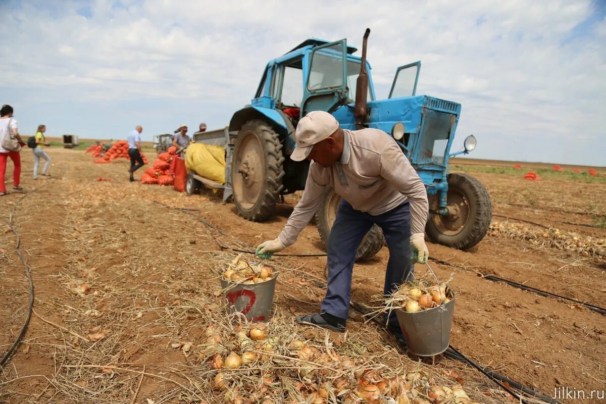 Сбор урожая. Сбор урожая. Сбор урожая. Жатва на поле амишей. Камиль писсарро жатва.