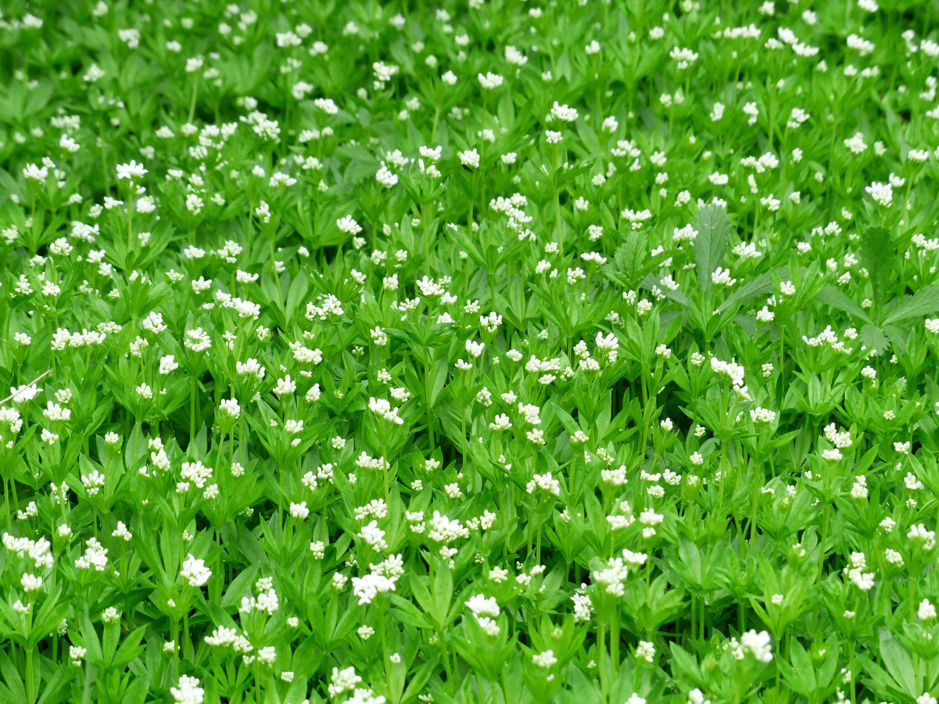 Травянистое растение 3 буквы. Травка с белыми мелкими цветочками. Трава с белыми цветочками. Газон с мелкими цветочками. Трава с беленькими цветочками.