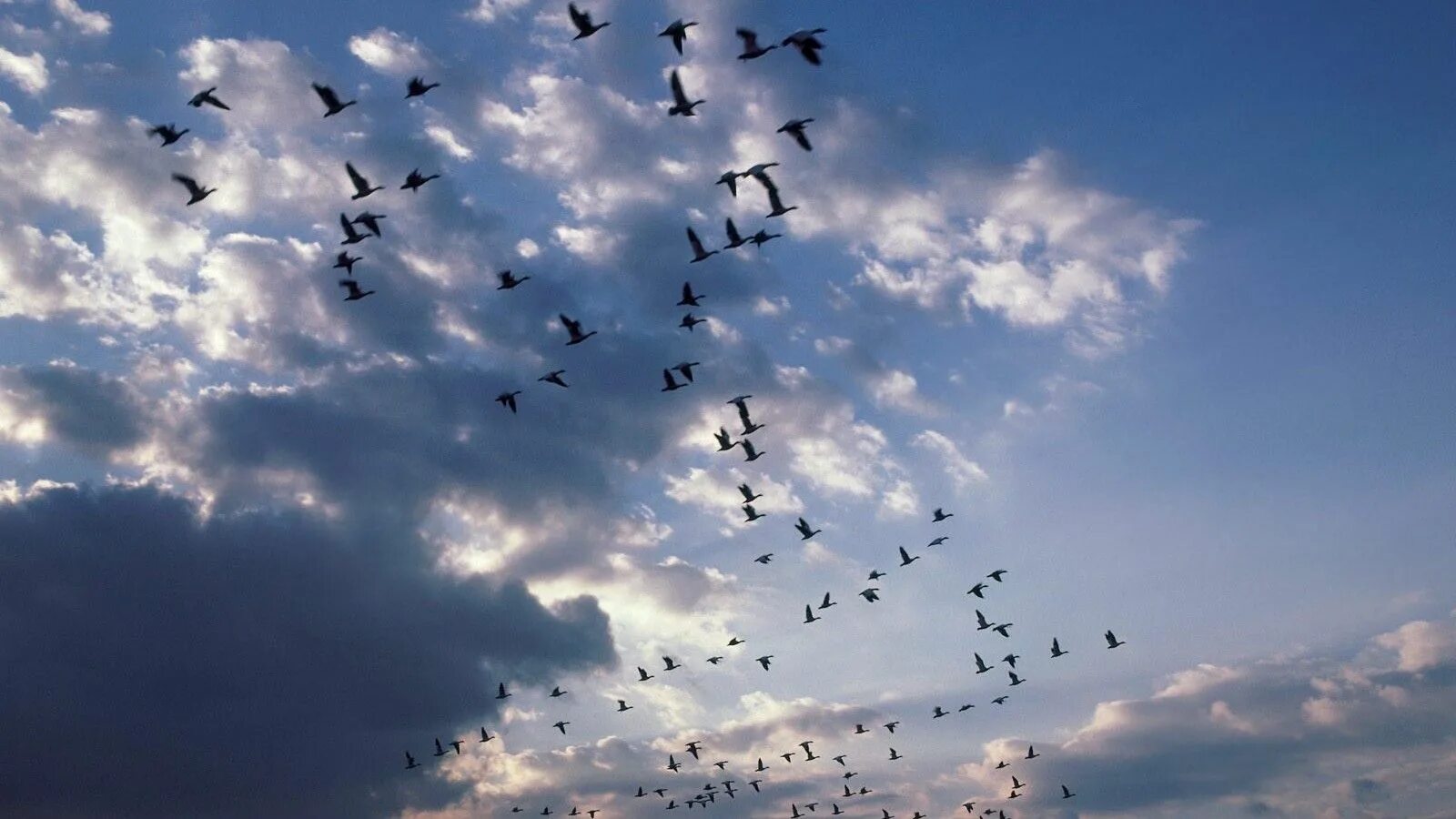 Стая птиц. Птицы улетают. Птицы в небе. Много птиц в небе.