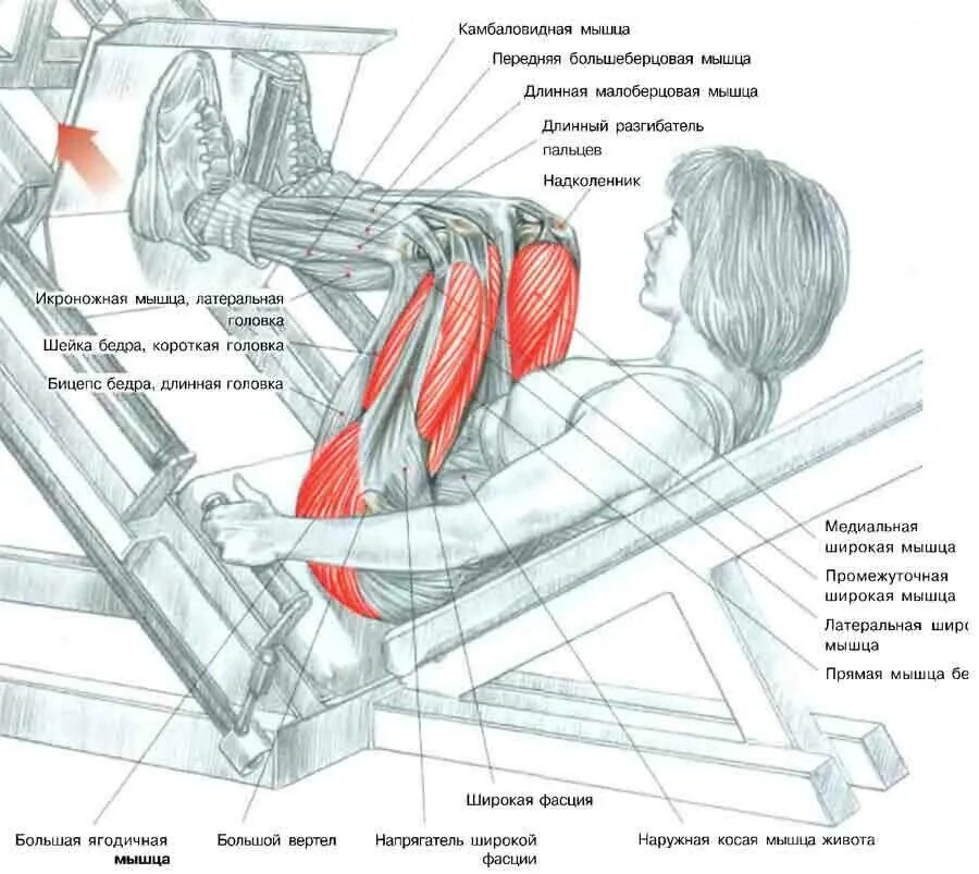 Жим ногами в тренажере какие мышцы работают. Жим ногами схема. Тренажер для мышц ног (жим ногами лежа). Жим платформы ногами лежа. Можно греть мышцы
