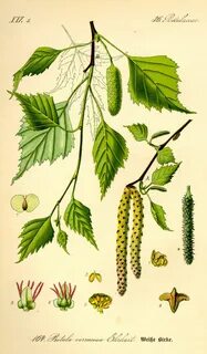 Gemmae betulae