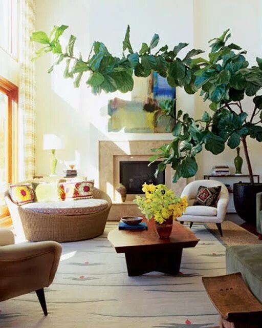 Potted Artificial Jade Plant + Reviews Crate and Barrel Indoor plants, Faux plan