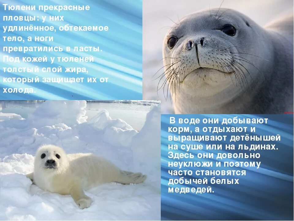 Сведения об животных арктических пустынь 4 класс. Животные ледяной пустыни. животное арктической пустыни тюлень. сведения об одном из животных зоны арктических пустынь. окружающий мир животные арктики.
