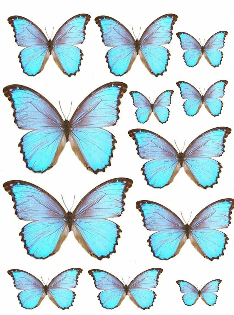 Бабочки для печати. Бабочки цветные. Торт «бабочки». Макет бабочки цветные.