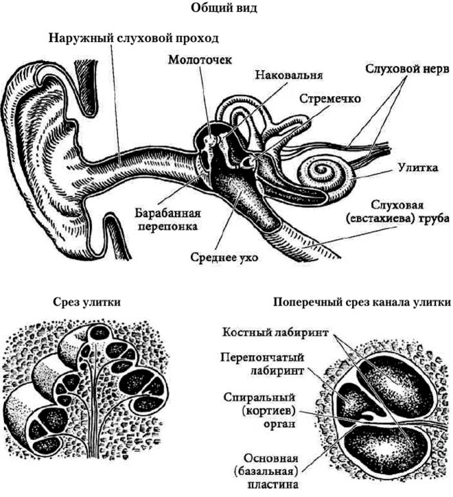 Строение слуховой системы. Строение слухового анализатора физиология. слуховой анализатор физиология схема. схема строения слуховой сенсорной системы схема. схема строения слуховой сенсорной системы.