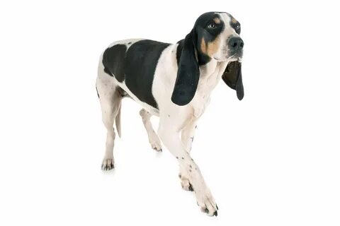 Hard dog