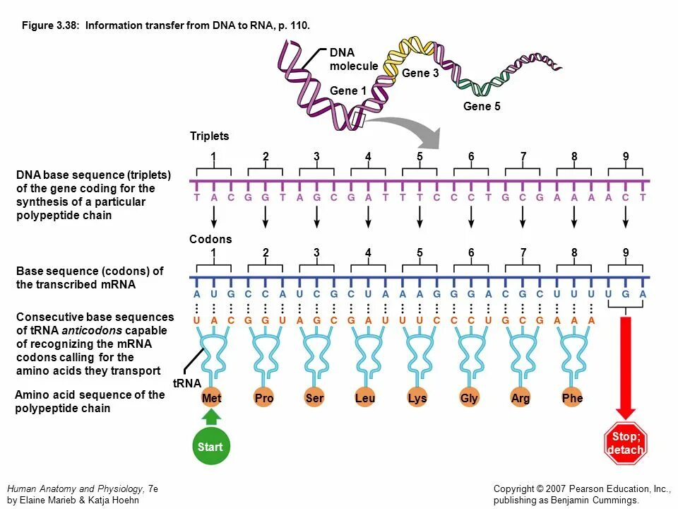 RNA Chain. Information RNA. Central Dogma of Molecular Biology. RNA:.110.007.01.04.