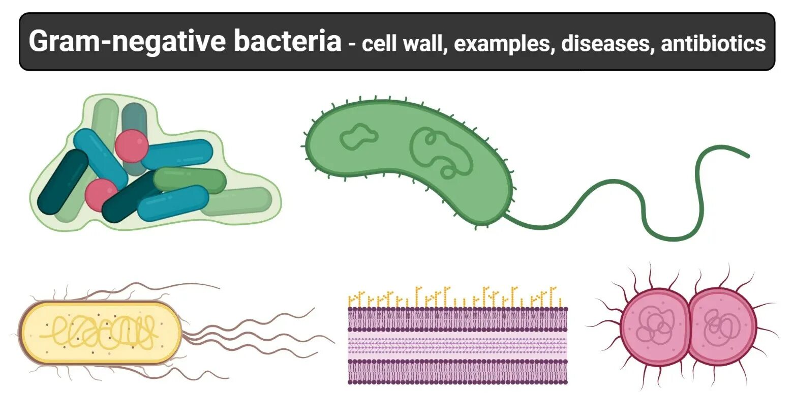 Бактерия 1 играть. Грамположительные и грамотрицательные бактерии. Грамм отрицательные микроорганизмы. Тонкостенные грамотрицательные бактерии. Грам бактерии.