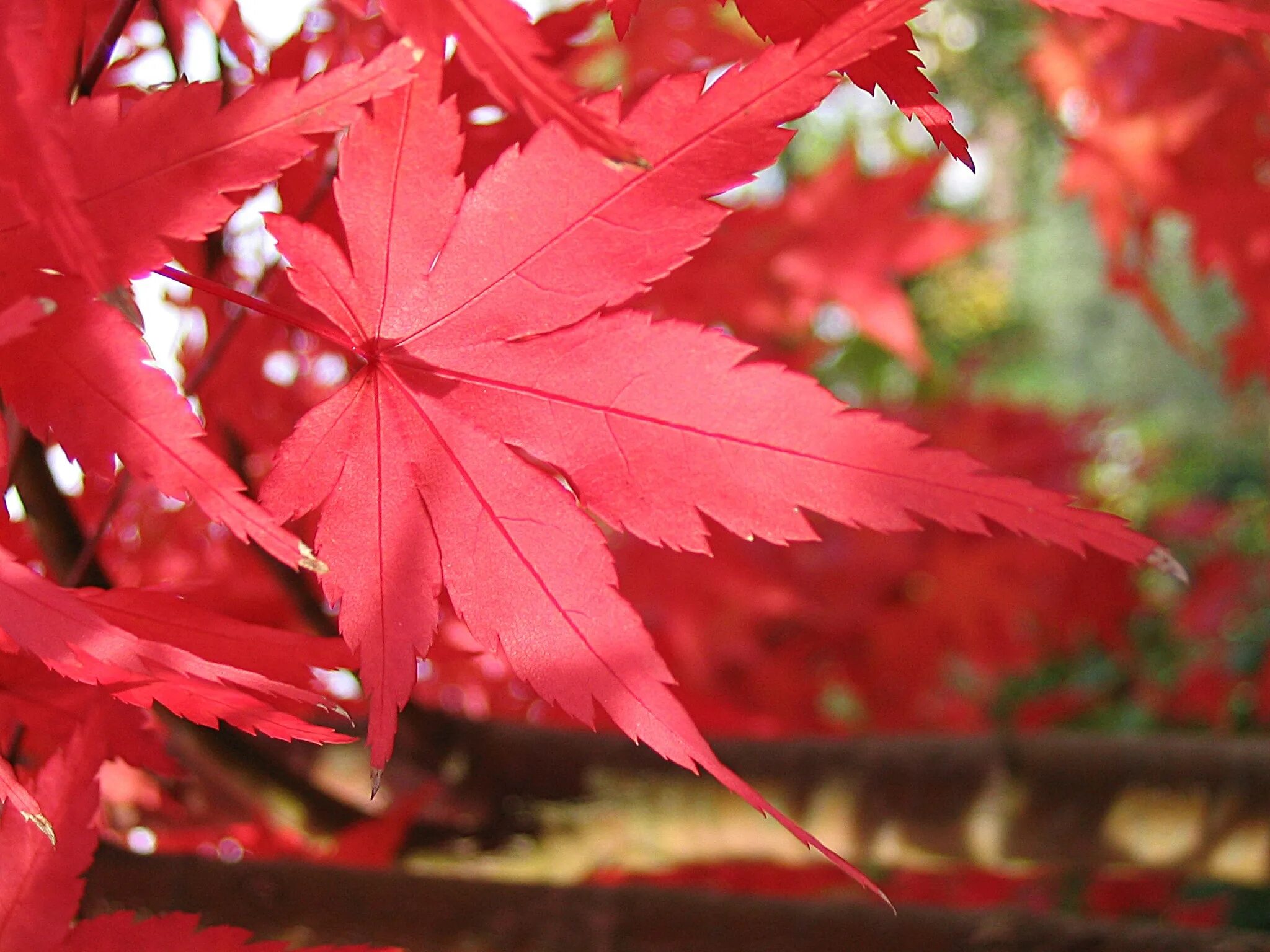 Клены звуко. Acer rubrum (клен красный) 'Red Sunset'. Клен красный ред Сансет лист. Клен красный Сканлон. Клен красный Сканлон лист.