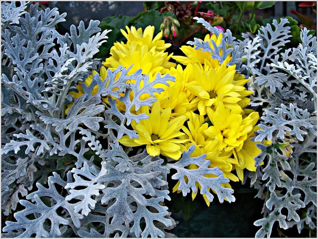 Цинерария Приморская cineraria maritima. Цинерария Приморская Андромеда. Цинерария Приморская серебристая. Цинерария Циррус.