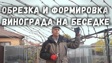Алверцян виноград