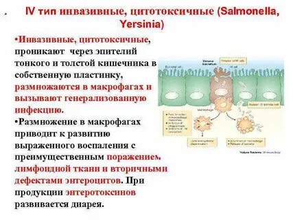 Размножение возбудителя
