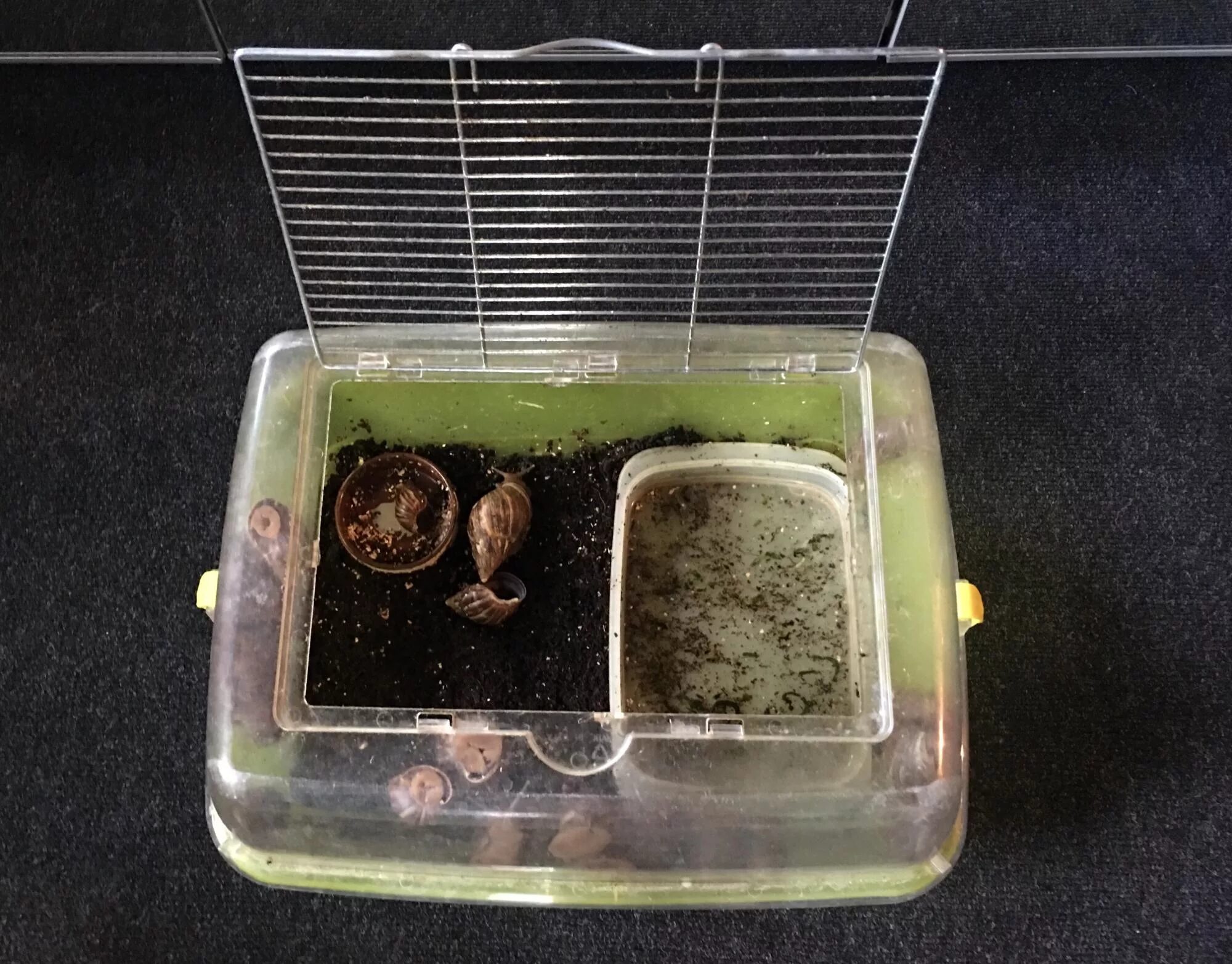 Домик для улитки. Дом для улиток ахатин. идеальный террариум для улитки ахатины. улитка ахатина террариум. террариум для улитки ахатины.