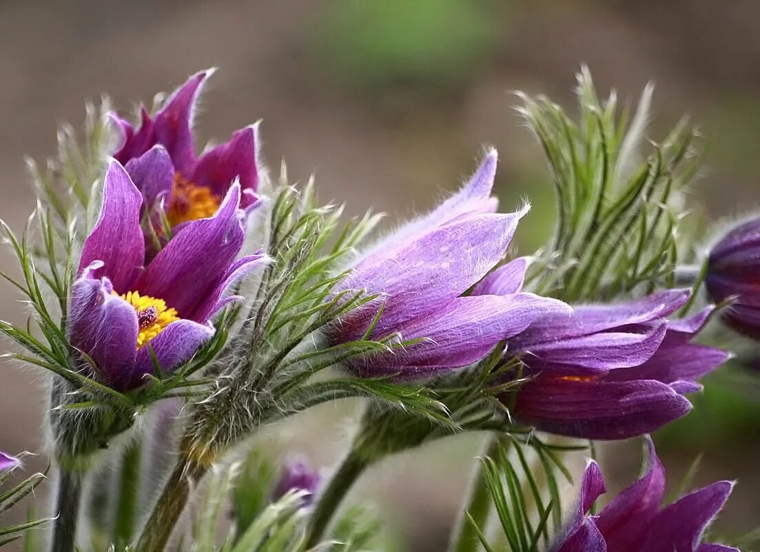 Прострел (pulsatilla). Сон трава прострел обыкновенный. Anemone pulsatilla цветок. Прострел пульсатилла. Прострел / пульсатилла обыкновенный.